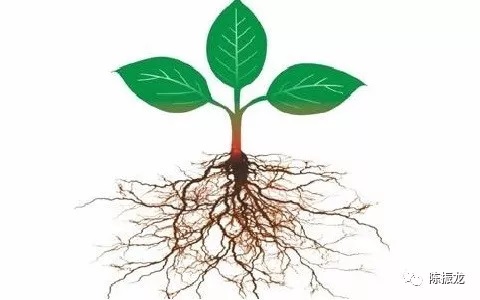 陈振龙：植物根系为何如此发达，3类人获取能量最低，传统武家如何提升身体能量？